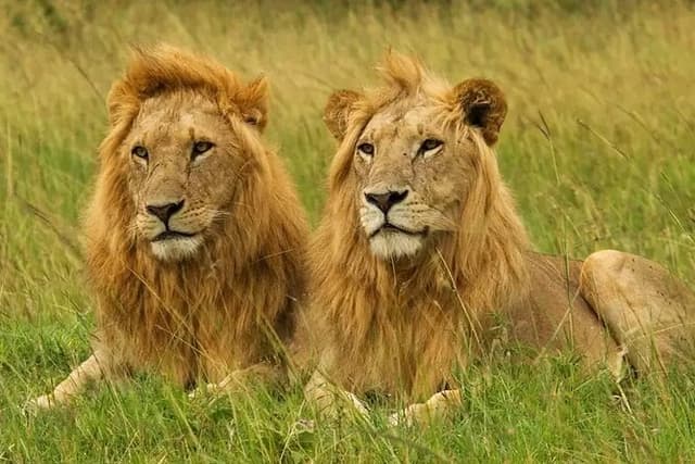 Private Safari Tour : Nairobi National Park