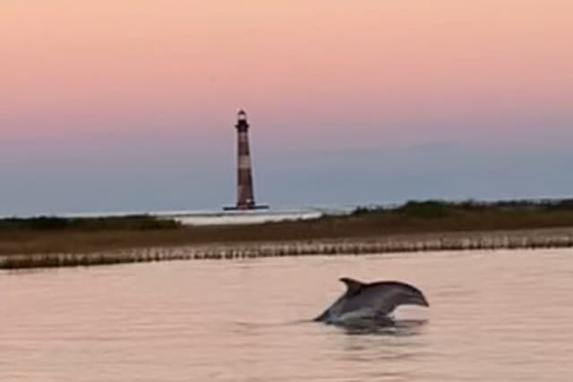 Private Folly River Dolphin Adventure (to 12 guests)