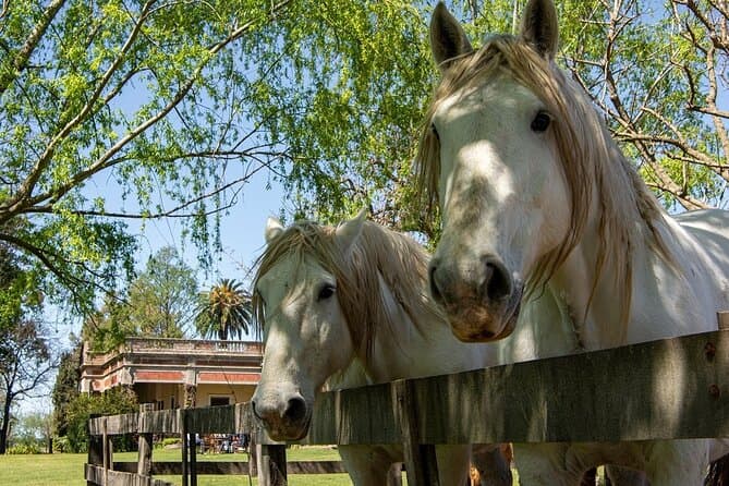 Best San Antonio de Areco Day Trip from Buenos Aires