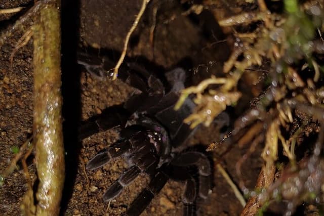 Night Jungle Adventure: Discover Mindo’s Hidden Creatures