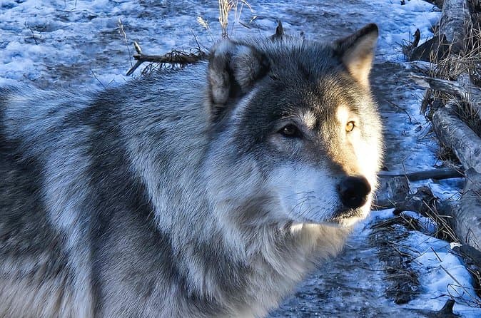 Meet Wolfdogs: Calgary Sanctuary Visits