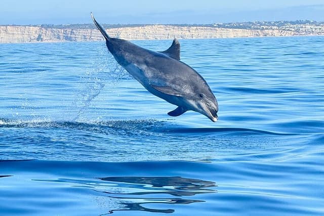 Dolphin Expedition small-group tour with Biologist from Lagoa