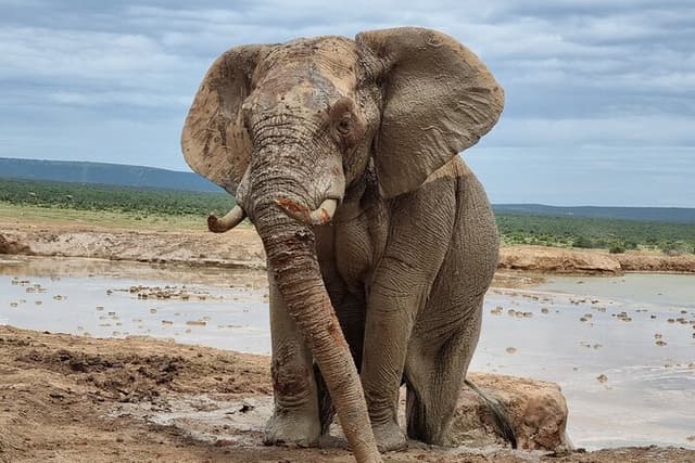 Addo National park and Kragga Kamma Pvt Game reserve