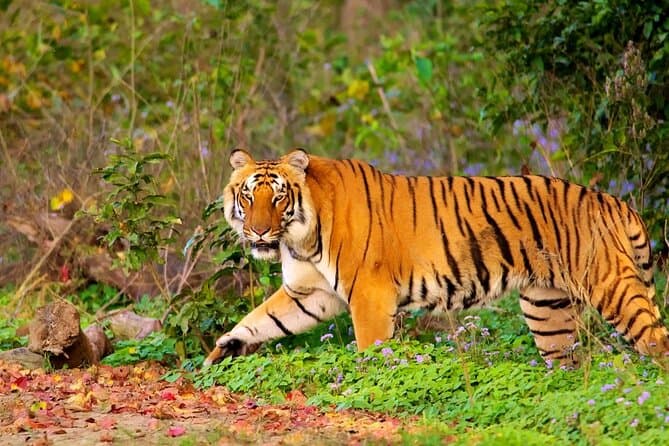 Compare Top Golden Triangle Itineraries