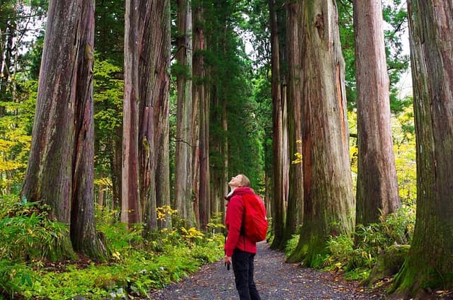 Togakushi: A Serene Walk Through Sacred Forests & Soba Traditions