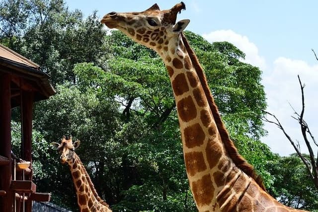 Nairobi Day Tour to Giraffe Center and Karen Blixen Museum