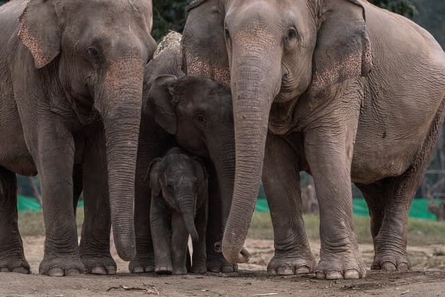 Chiang Mai Elephant Sanctuary, Bamboo Rafting and Waterfall Tour