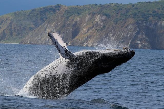 Whales Sea Lions and Snorkeling Experience from Puerto López