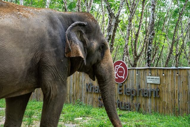 Khao Lak Eco-Safari: Elephants, Tsunami Museum, and Turtles