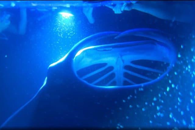 KONA Manta Ray Night Snorkel - FREE re-ride if no Sightings