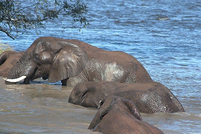 Livingstone Safari: Thrilling Rhino Walks & Game Drives
