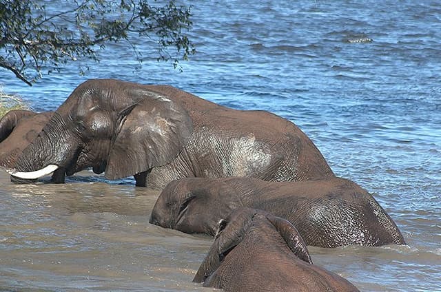 Game Drive and Rhino Walk