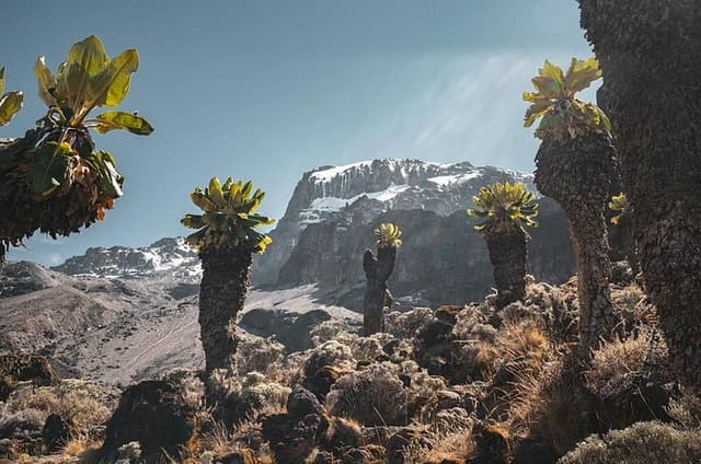 Kilimanjaro climb, Lemosho Route (8-day)
