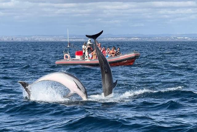 Albufeira: Dolphins and Caves Tour