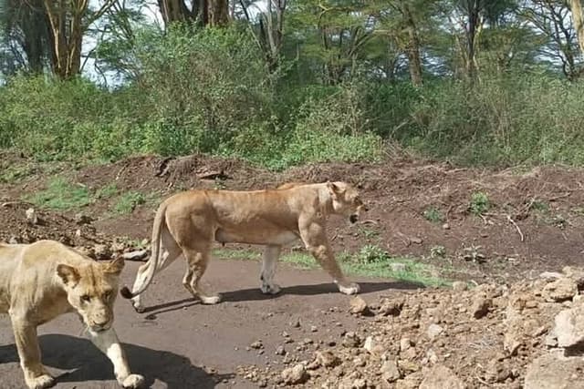 Full day Lake Nakuru safari with Full Board Accommodation