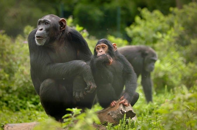 Compare Best Ngamba Island Chimp Tours Near Kampala