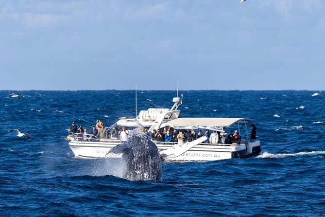 Unforgettable Sydney Whale Watching & Marine Adventures