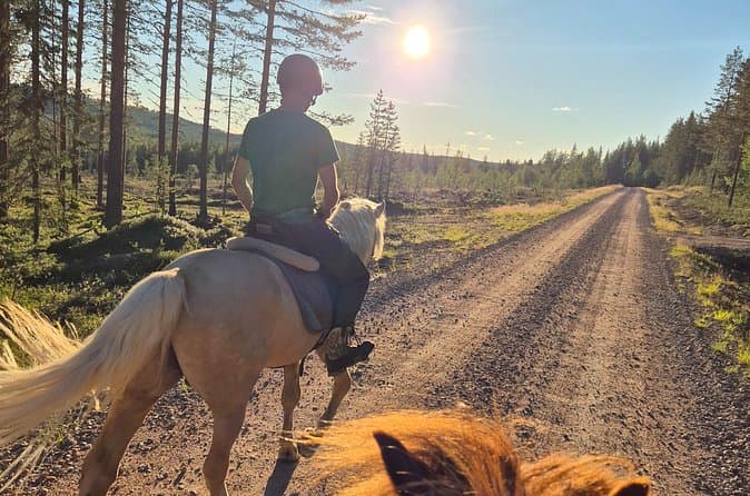 Best Rovaniemi Horseback Riding Tours & Reviews