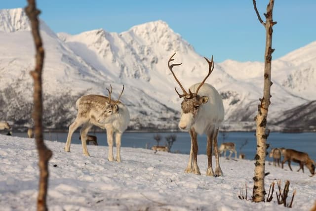 Tromso Excursion Artica Fjords and Sommaroy Islands with lunch