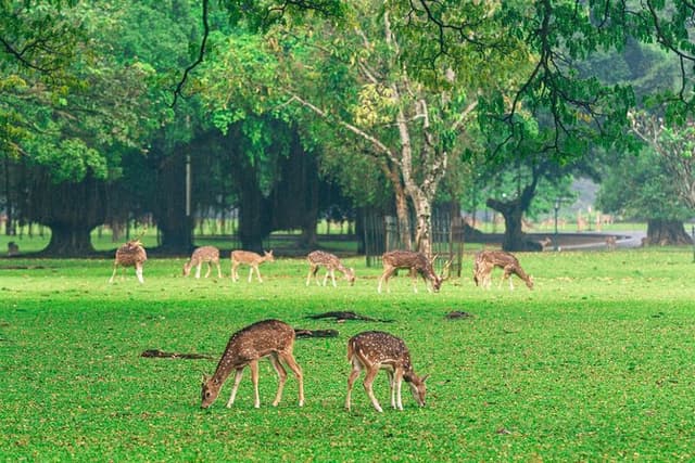 Full Day Bogor Botanical Garden And Puncak Highland Tour