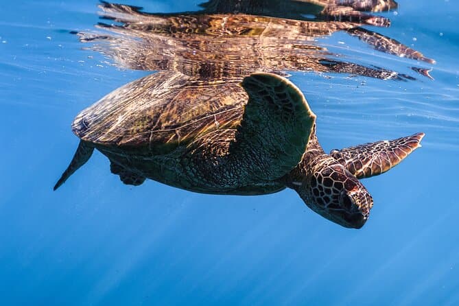 Best Turtle Canyon Snorkeling Adventures in Oahu