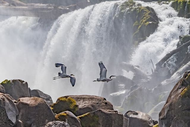 2-Hour Wildlife & Nature River Cruise on the Beautiful Willamette