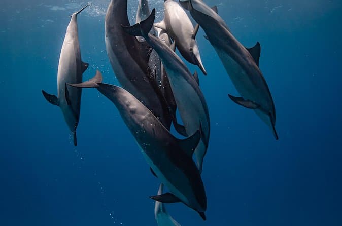 Compare Top 2-Tank Dives on Big Island