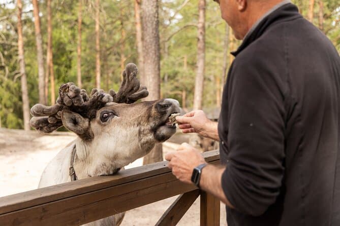 Unforgettable Reindeer Encounters in Helsinki, Finland