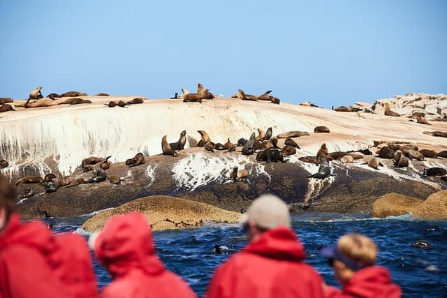 Whale Watching Cruise from Tidal River