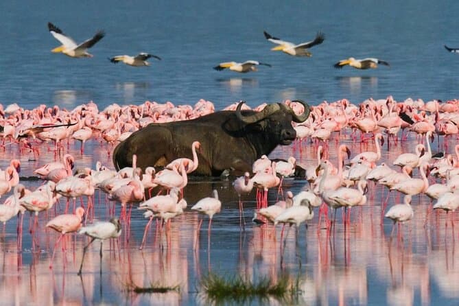 Lake Nakuru National Park Day Trip