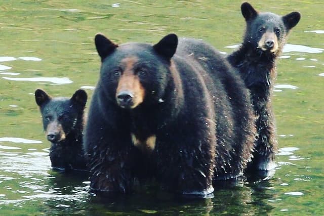 3hr Custom Private Tour of Ketchikan (4 People) Wildlife + More
