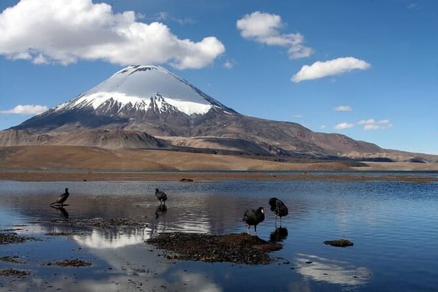 Chungará Lake & Lauca Park Tour from Arica with Lunch