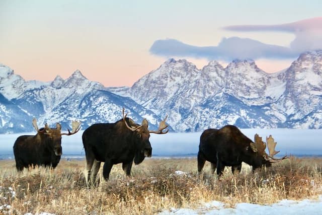 Grand Teton National Park Private Wildlife Safari - Dawn/Dusk