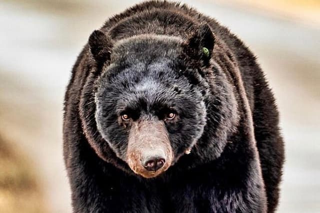 4hr Ketchikan Private custom tour (4 people) Wildlife + More