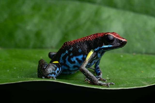 Twilight Frog Adventure in Kubah National Park