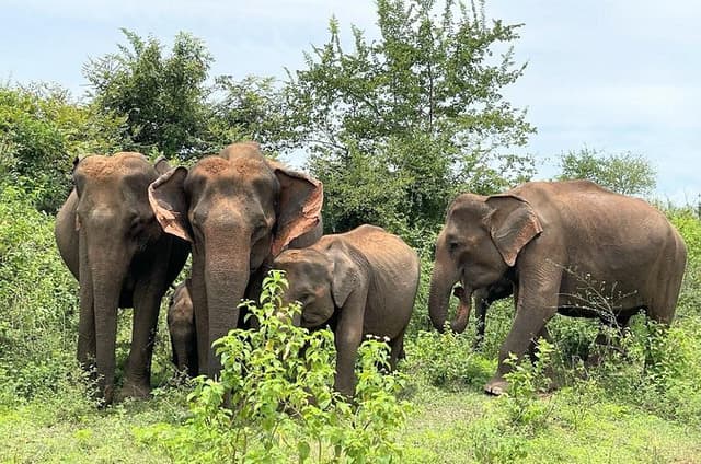 Udawalawe Safari With Hotel Pick-up & All Transfers -Private Tour