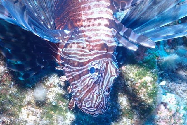 Jubilee Shoals guided boat dives