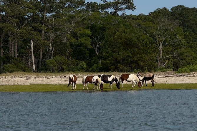 Best Wildlife Boat Tours Near Williamsburg, VA