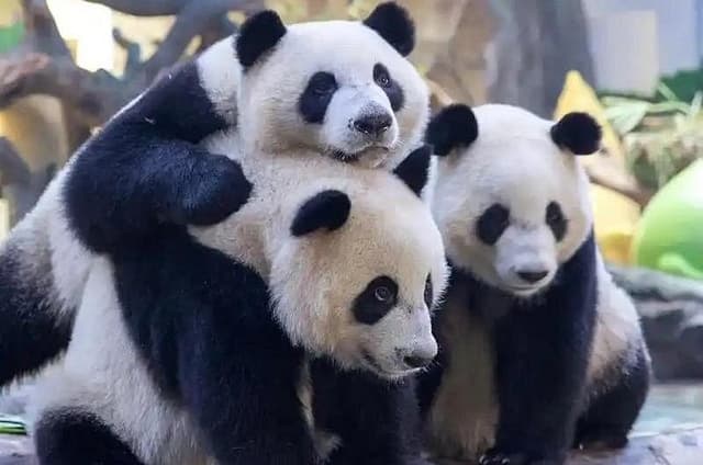 Guangzhou Private Safari Tour with Ride and Giant Panda viewing