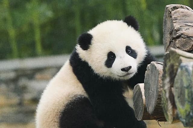 Chengdu Panda Base Half-Day Tour Optional Sichuan Opera Face