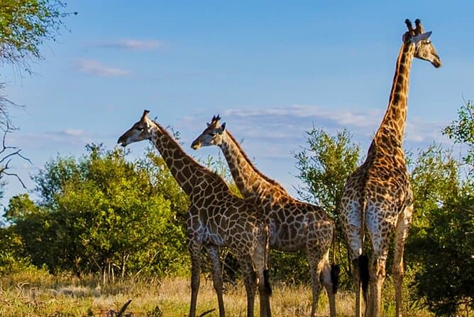 Ultimate Durban Wildlife & Zulu Culture Day Experience