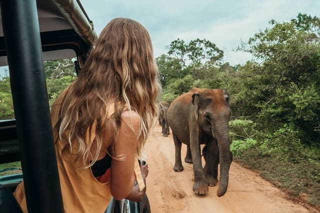 Ella to Mirissa Shuttle & Udawalawe national Safari