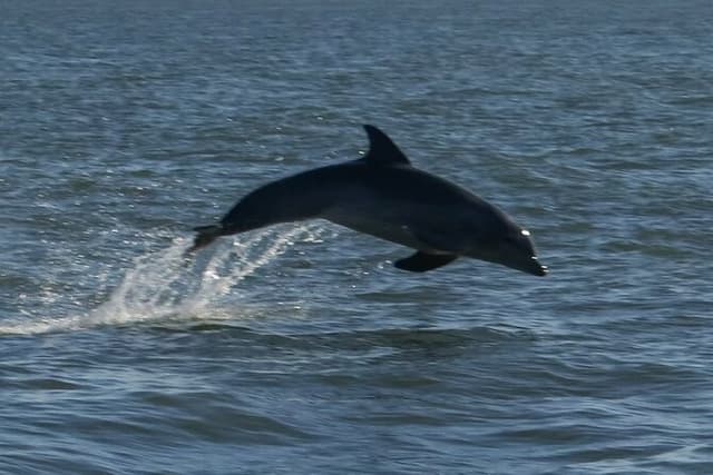 Adventure Boat Tours Dolphin Tails & History Cruise St Augustine