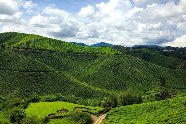 Cameron Highlands Tour From Kuala Lumpur (Private Tour)