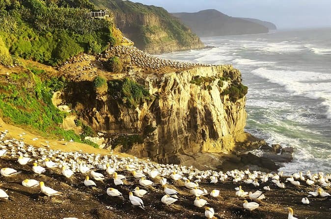 Compare Top Auckland Private Tour Operators & Deals