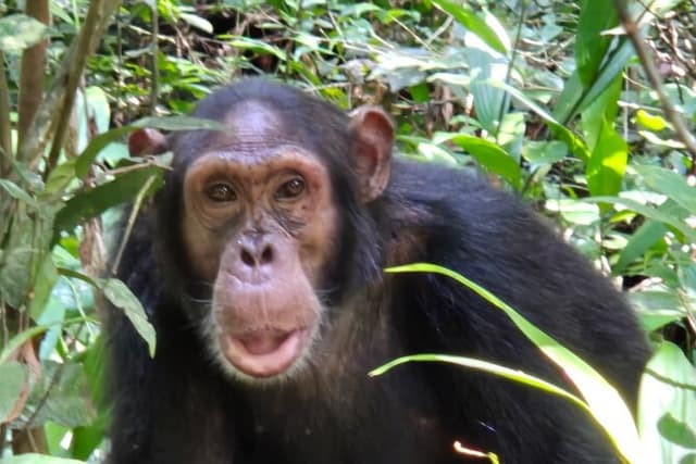 12 Days Holiday safari with golden monkeys, gorillas and chimps