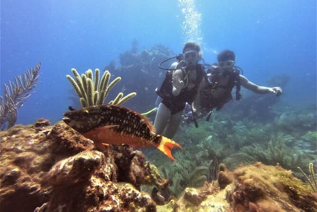 VIP Beginner Diving Experience: MUSA Statues & Reef Adventure