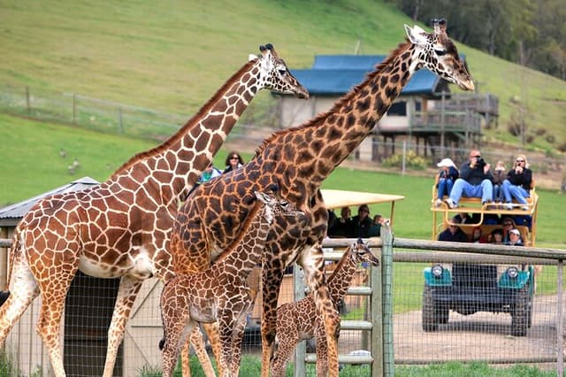 Classic Safari Adventure at Safari West