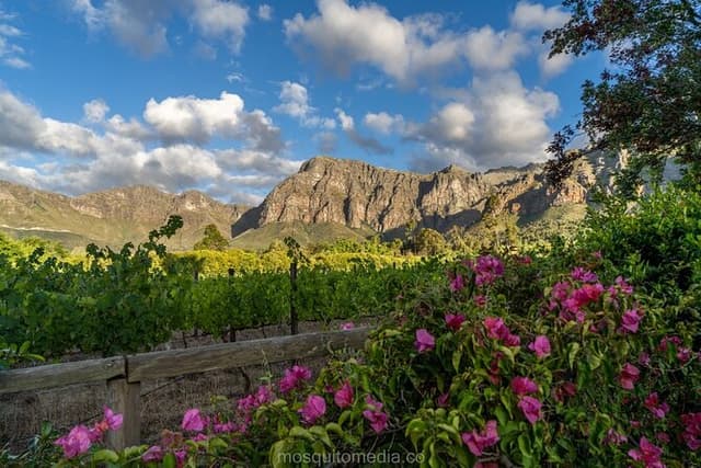 Wine Tasting in Dekkersvlei