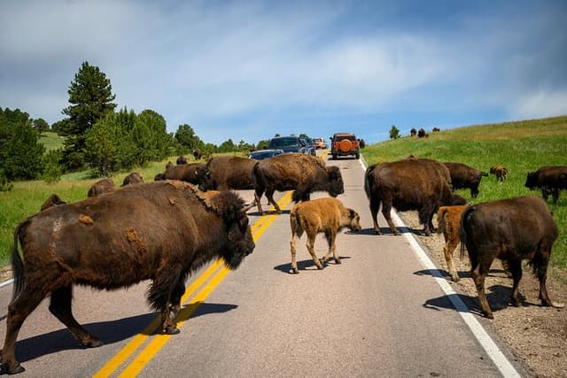 Discover Custer State Park A Self Guided Audio Driving Tour